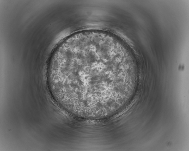 X0000096181411200802151431