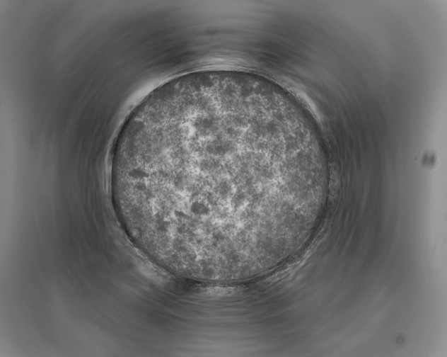 X0000096181419200802151431