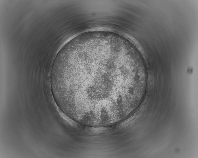 X0000096181425200802151431