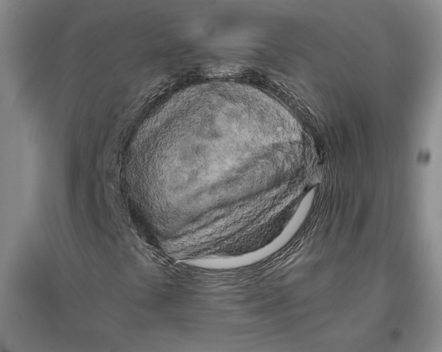 X0000096181441200802151430