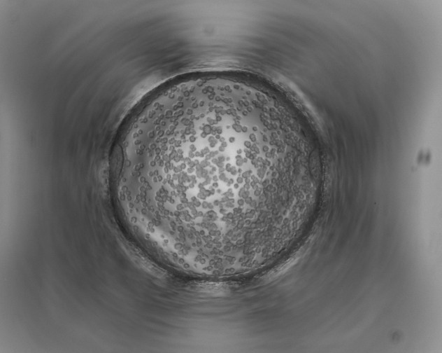 X0000096181457200802151430