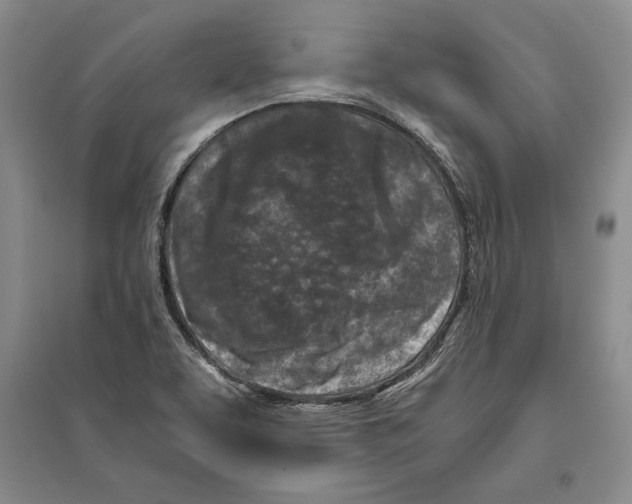 X0000096181463200802151430