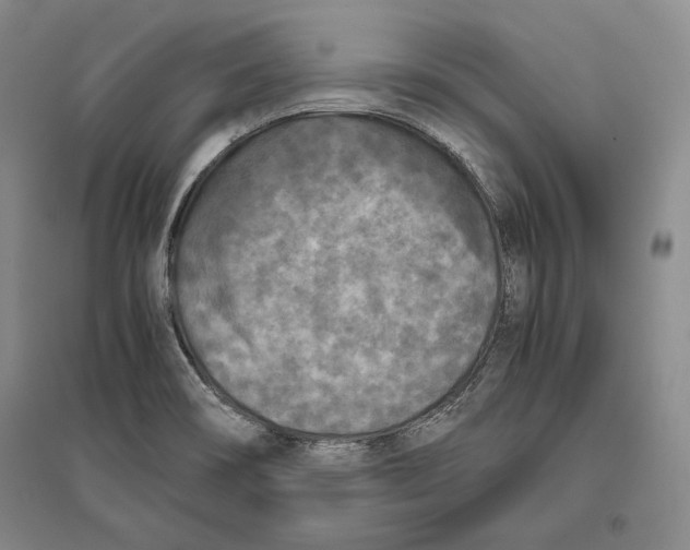 X0000096181466200802151430