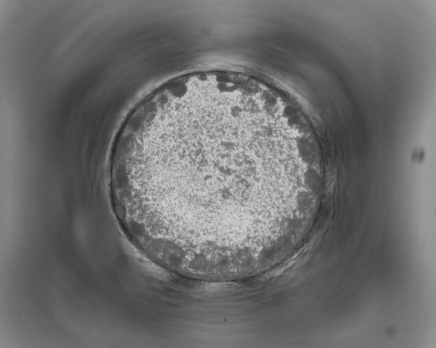 X0000096181471200802151430