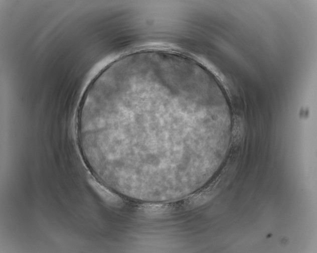 X0000096181474200802151430