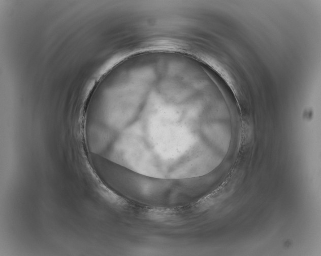X0000096181477200802151430