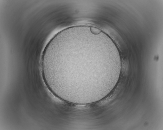 X0000096181478200802151430