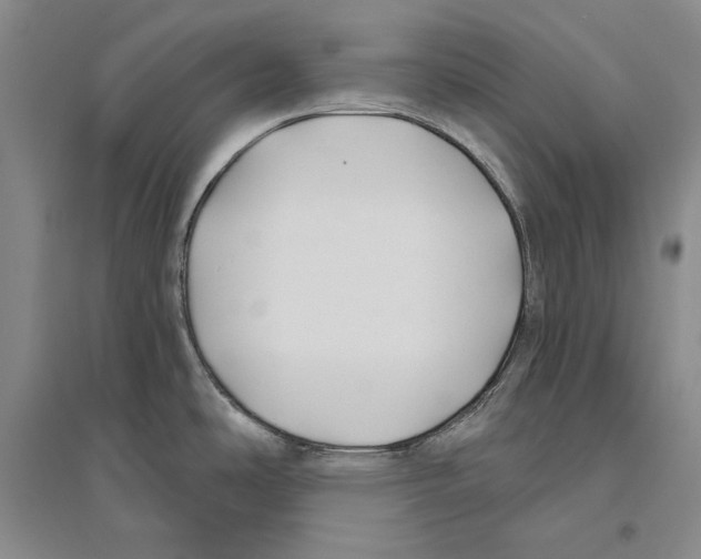 X0000096181486200802151430