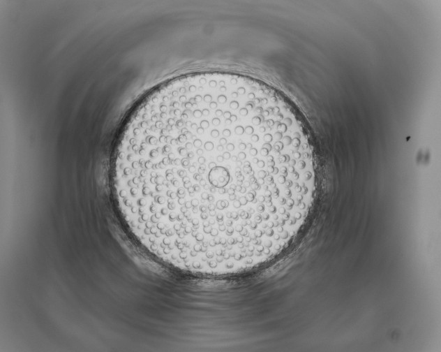X0000096181499200802151429