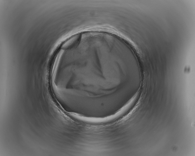 X0000096181506200802151429
