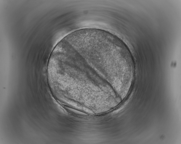 X0000096181529200802151430