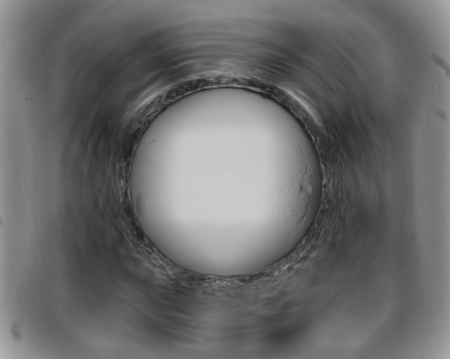 X0000096191015200801181003
