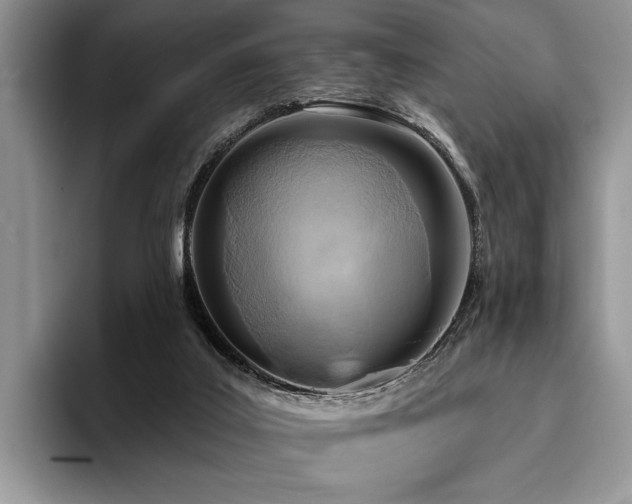 X0000096190019200801181330