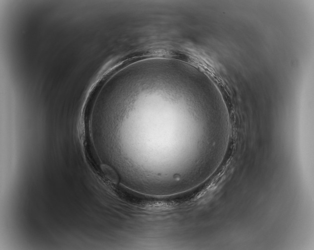 X0000096190198200801181328
