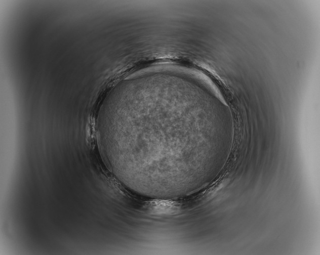 X0000096190528200801181323