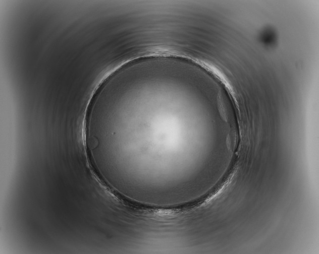 X0000096190839200801181319
