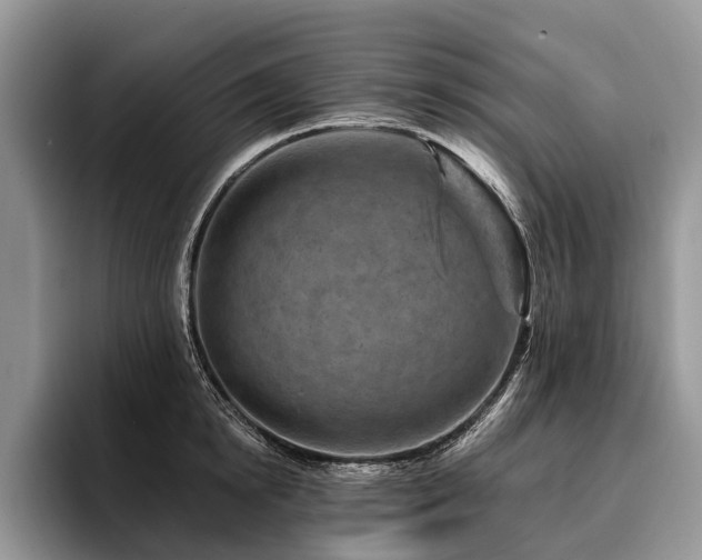 X0000096190854200801181319