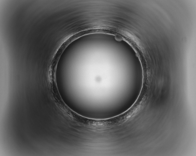 X0000096190875200801181319