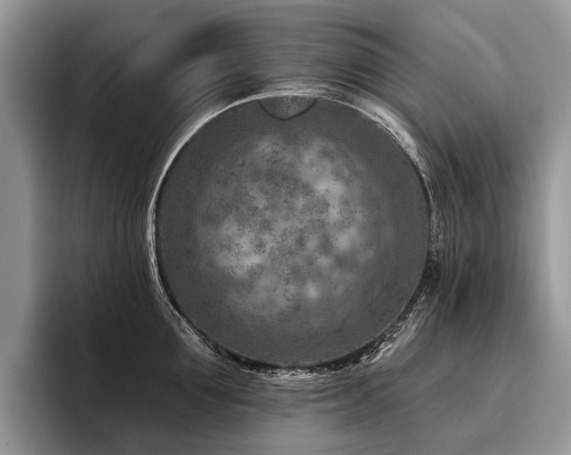 X0000096190907200801181318