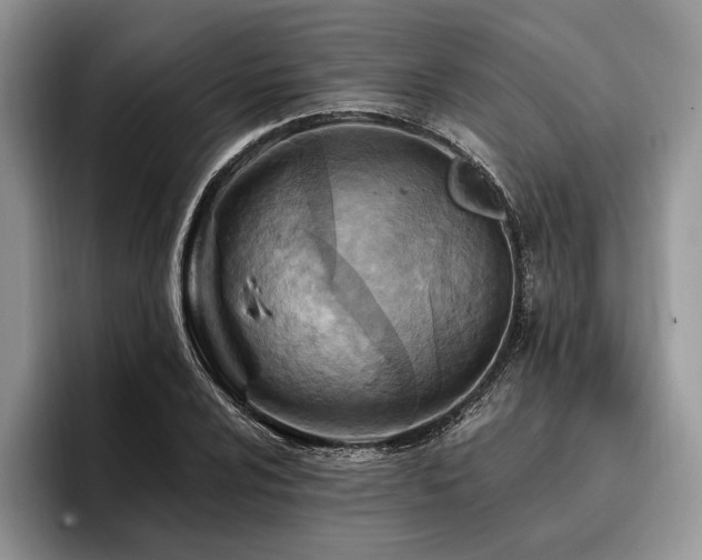 X0000096191024200801181317