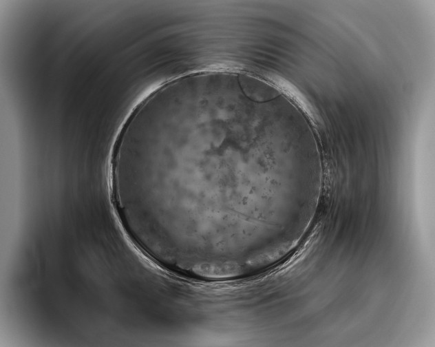 X0000096191095200801181316
