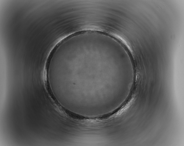 X0000096191125200801181315