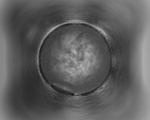 X0000096191279200801181313
