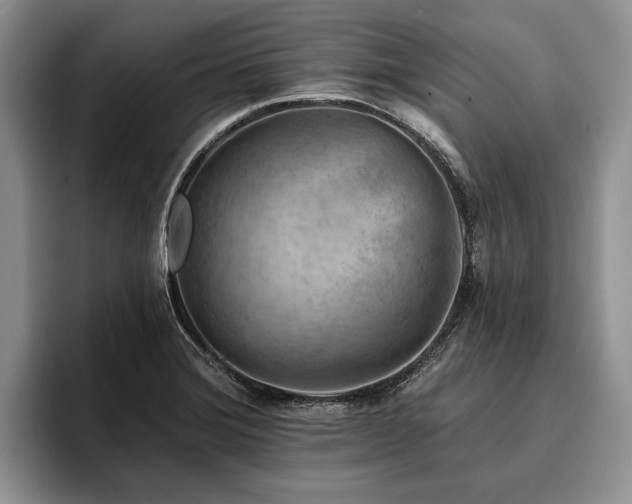 X0000096191372200801181312