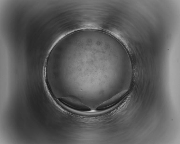 X0000096191383200801181312