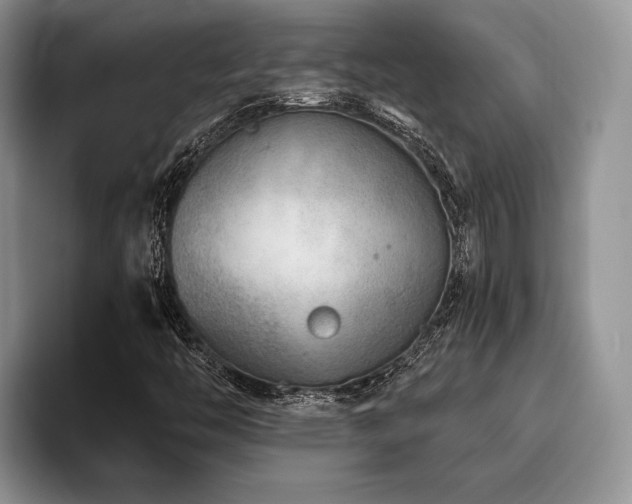 X0000096191446200801181311