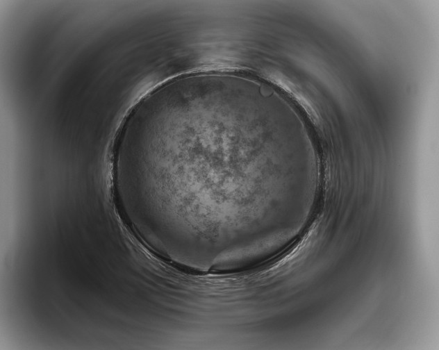 X0000096191459200801181311