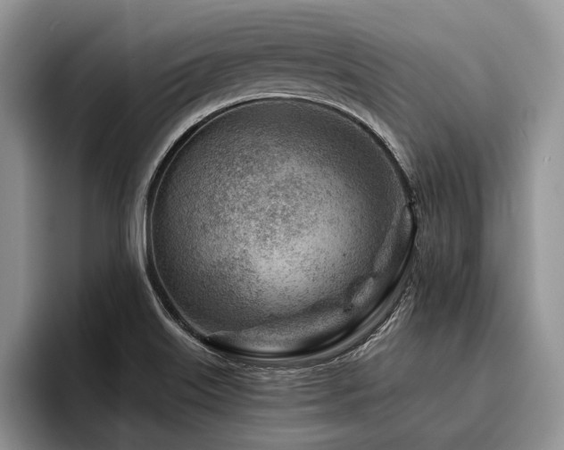 X0000096191515200801181310