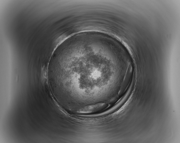 X0000096191529200801181310