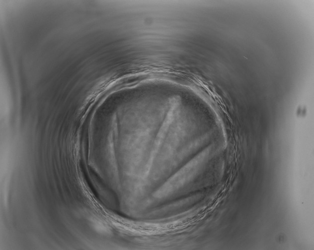 X0000096190002200801251251