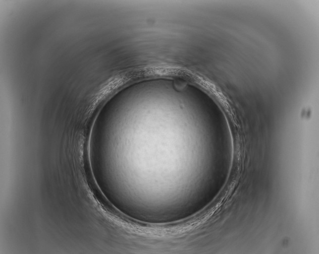 X0000096190010200801251251