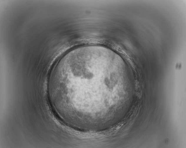 X0000096190012200801251251