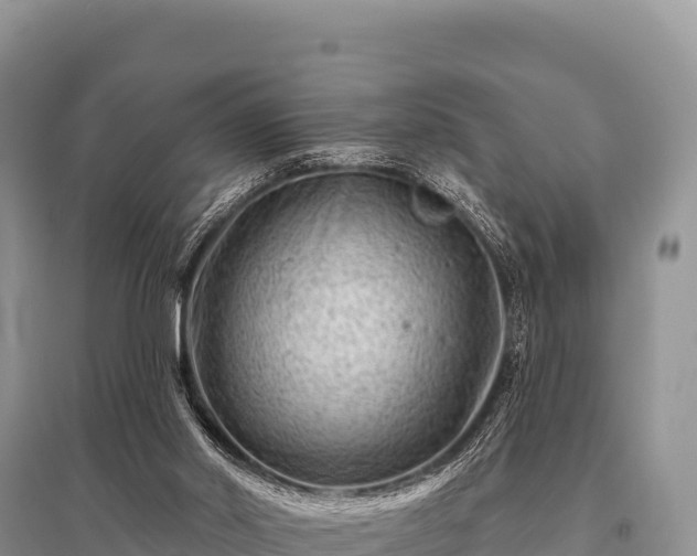 X0000096190014200801251251