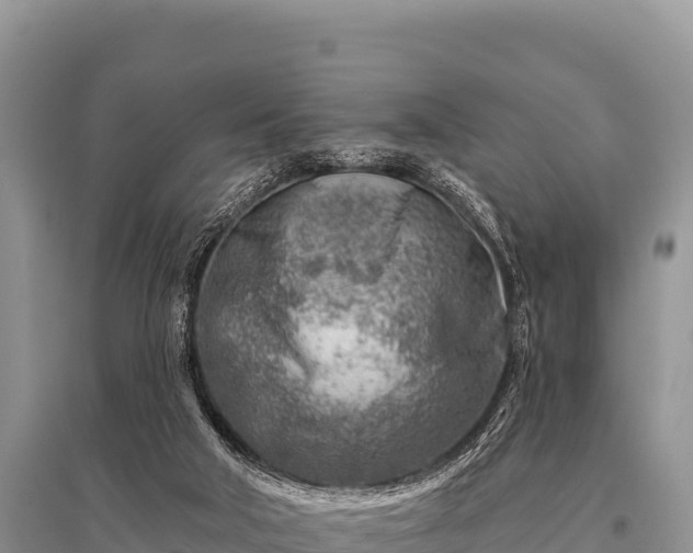 X0000096190018200801251251
