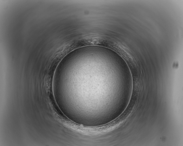X0000096190030200801251251