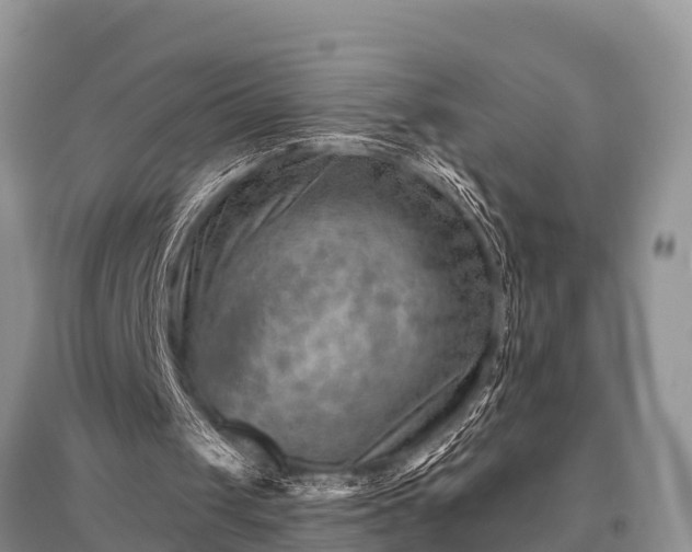 X0000096190049200801251250