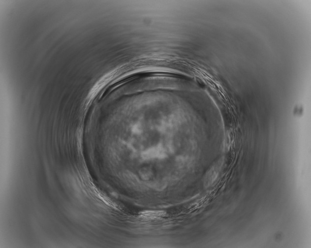 X0000096190051200801251250