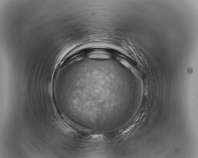 X0000096190052200801251250