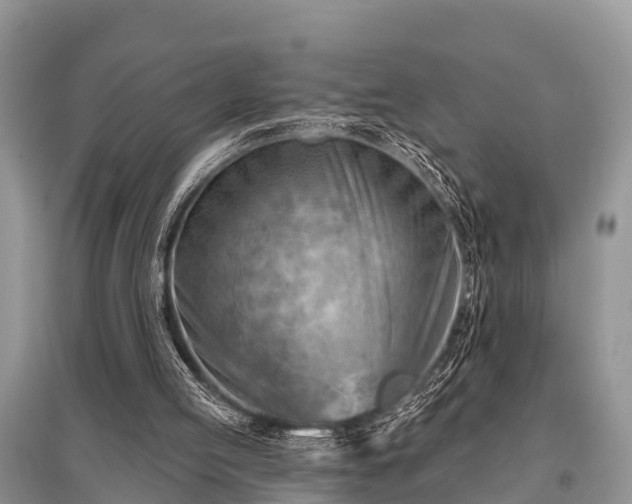 X0000096190053200801251250