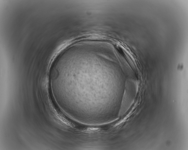 X0000096190055200801251250