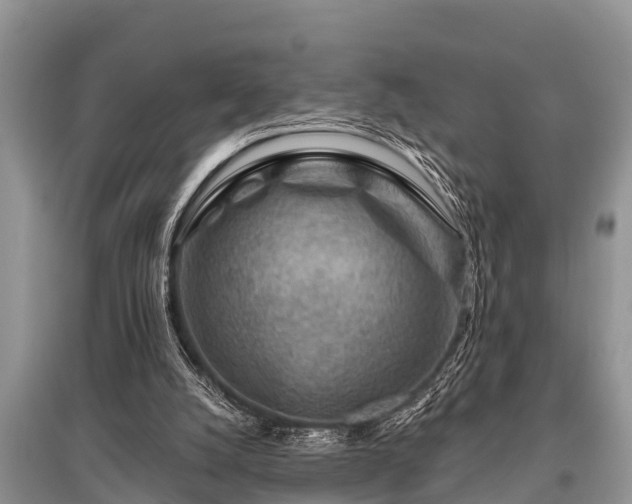 X0000096190056200801251250