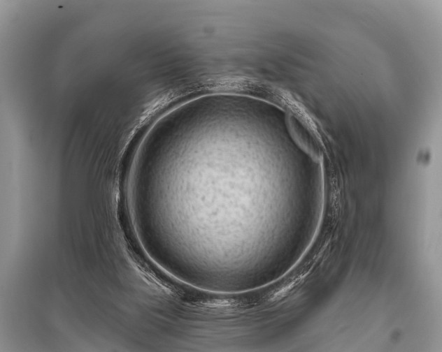 X0000096190059200801251250
