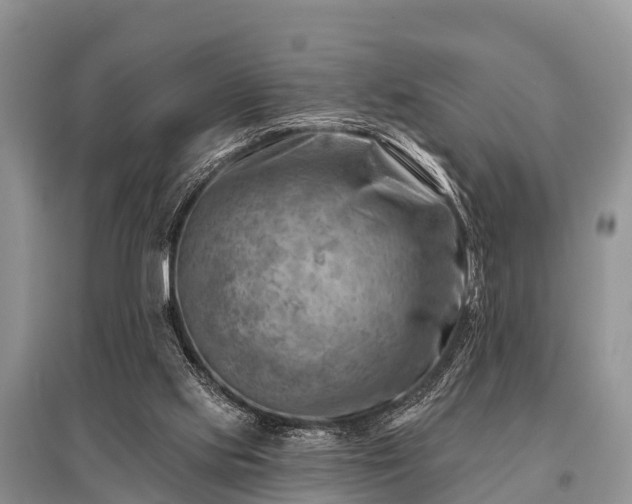 X0000096190061200801251250