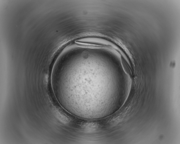 X0000096190063200801251250