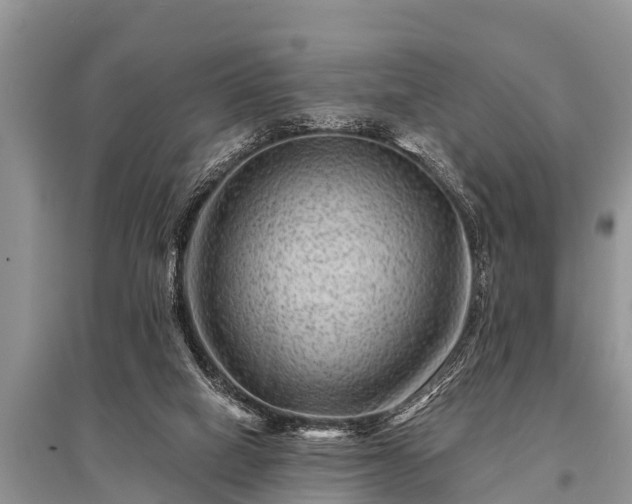 X0000096190066200801251250