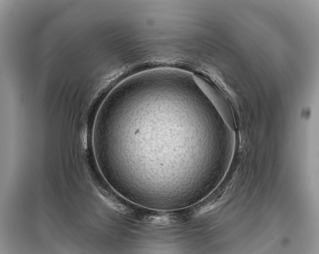 X0000096190068200801251250